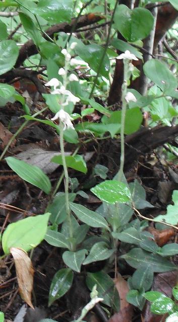 晩夏の角田山 花図鑑 22 新潟市近郊の登山と散策日記